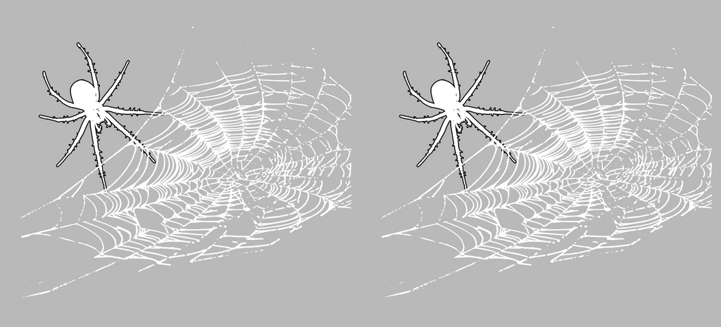 Spider Web